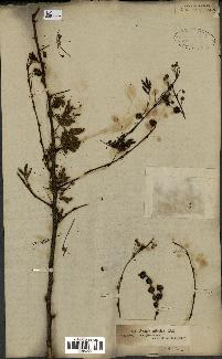 spécimen de Acacia nilotica