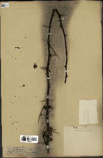 spécimen de Acacia nilotica