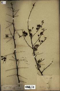 spécimen de Acacia nilotica