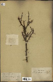 spécimen de Acacia arabica