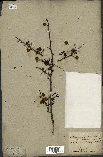 spécimen de Acacia arabica