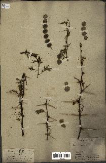 spécimen de Acacia arabica