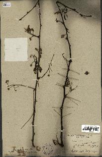 spécimen de Acacia arabica