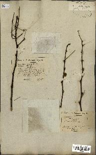 spécimen de Acacia arabica