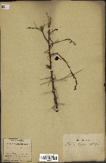 spécimen de Acacia arabica