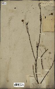 spécimen de Acacia arabica