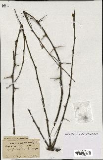 spécimen de Acacia arabica