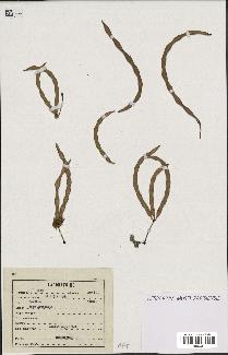 spécimen de Acacia seyal