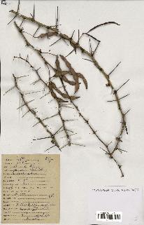 spécimen de Acacia seyal