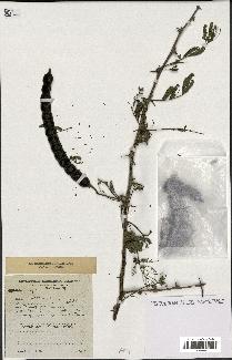 spécimen de Acacia nilotica