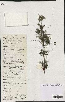 spécimen de Acacia nilotica