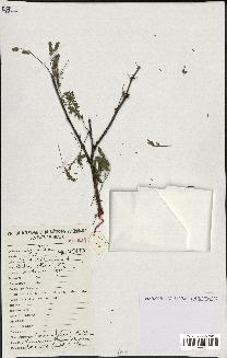 spécimen de Acacia nilotica