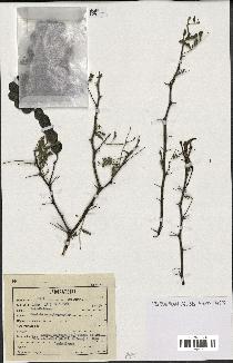 spécimen de Acacia nilotica