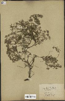 spécimen de Thymus serpyllum