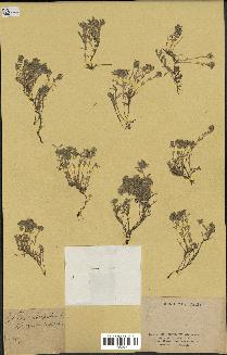 spécimen de Thymus serpyllum