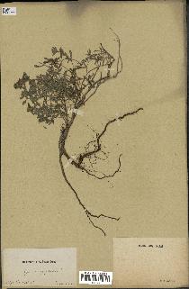 spécimen de Thymus serpyllum