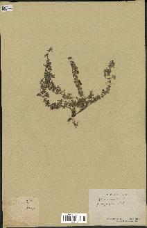 spécimen de Thymus serpyllum