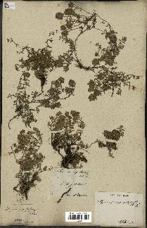 spécimen de Thymus serpyllum