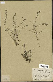 spécimen de Thymus serpyllum