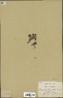 spécimen de Thymus serpyllum