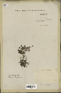 spécimen de Thymus serpyllum