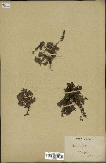 spécimen de Thymus serpyllum