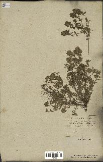spécimen de Thymus serpyllum