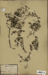 spécimen de Thymus serpyllum