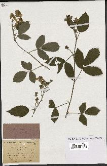 spécimen de Rubus sulcatus