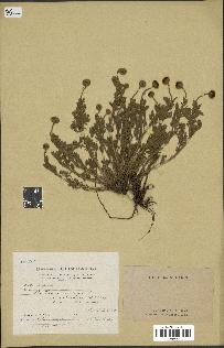 spécimen de Anthemis tinctoria