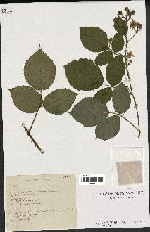 spécimen de Rubus sp.