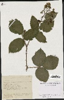 spécimen de Rubus sp.