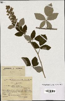 spécimen de Rubus tomentosus