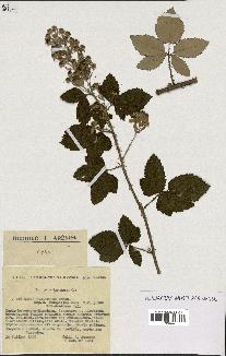 spécimen de Rubus tomentosus