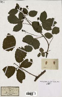 spécimen de Rubus nitidus