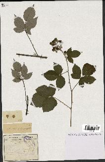 spécimen de Rubus lemaitrei
