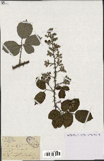 spécimen de Rubus ulmifolius