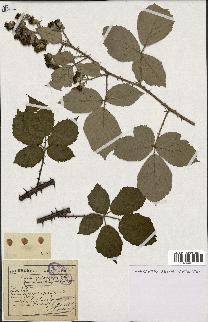 spécimen de Rubus propinquus