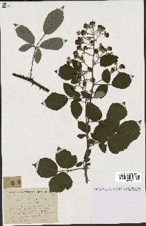 spécimen de Rubus lemaitrei
