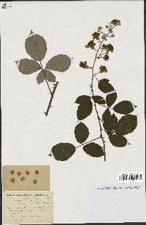 spécimen de Rubus lemaitrei