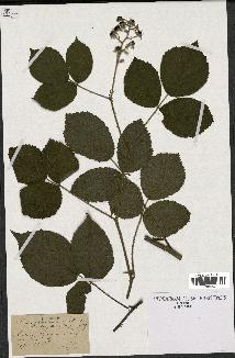 spécimen de Rubus chlorostachys