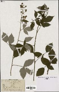 spécimen de Rubus tomentosus
