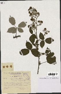 spécimen de Rubus ulmifolius