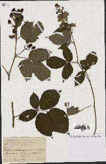 spécimen de Rubus chlorocarpus