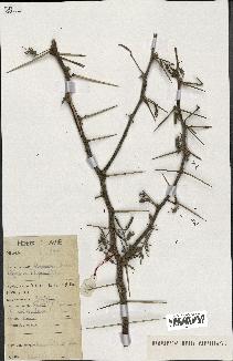 spécimen de Acacia nilotica