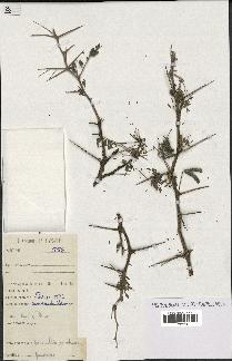 spécimen de Acacia nilotica