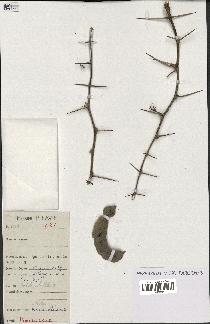 spécimen de Acacia nilotica