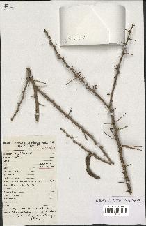 spécimen de Acacia tortilis