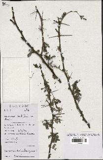 spécimen de Acacia nilotica