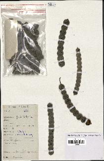 spécimen de Acacia nilotica